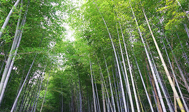Bamboo Thicket02