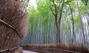 Bamboo Thicket03