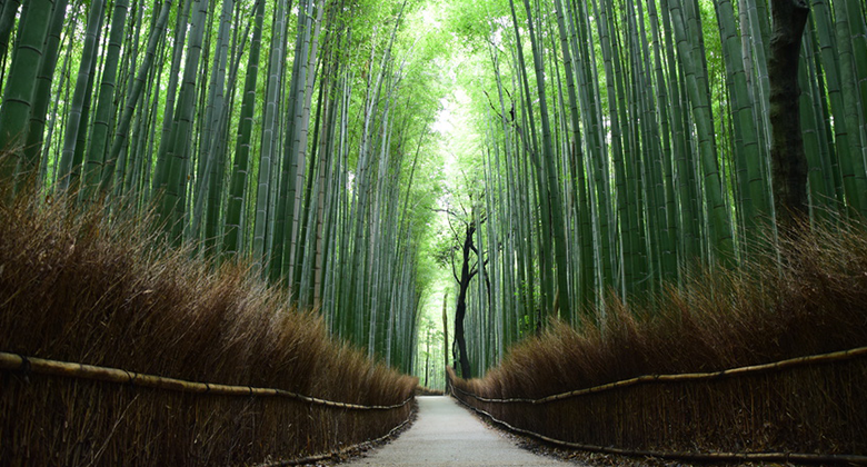 Bamboo Thicket01