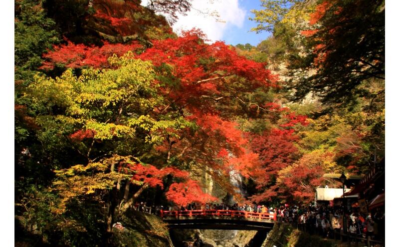明治の森箕面国定公園 もみじまつり2023