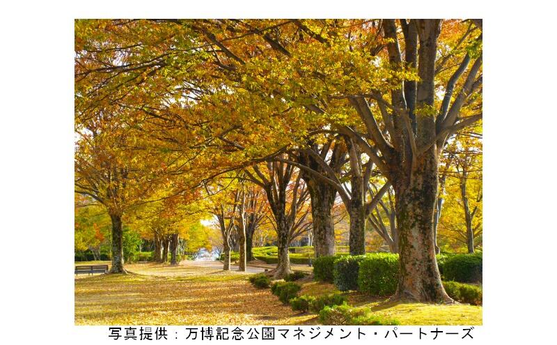 紅葉まつり（万博記念公園）