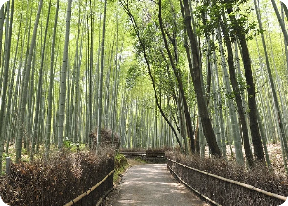 【京都市】05_竹林の小径