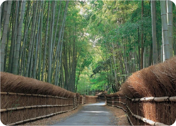 【向日市】竹の径ハイキングコース