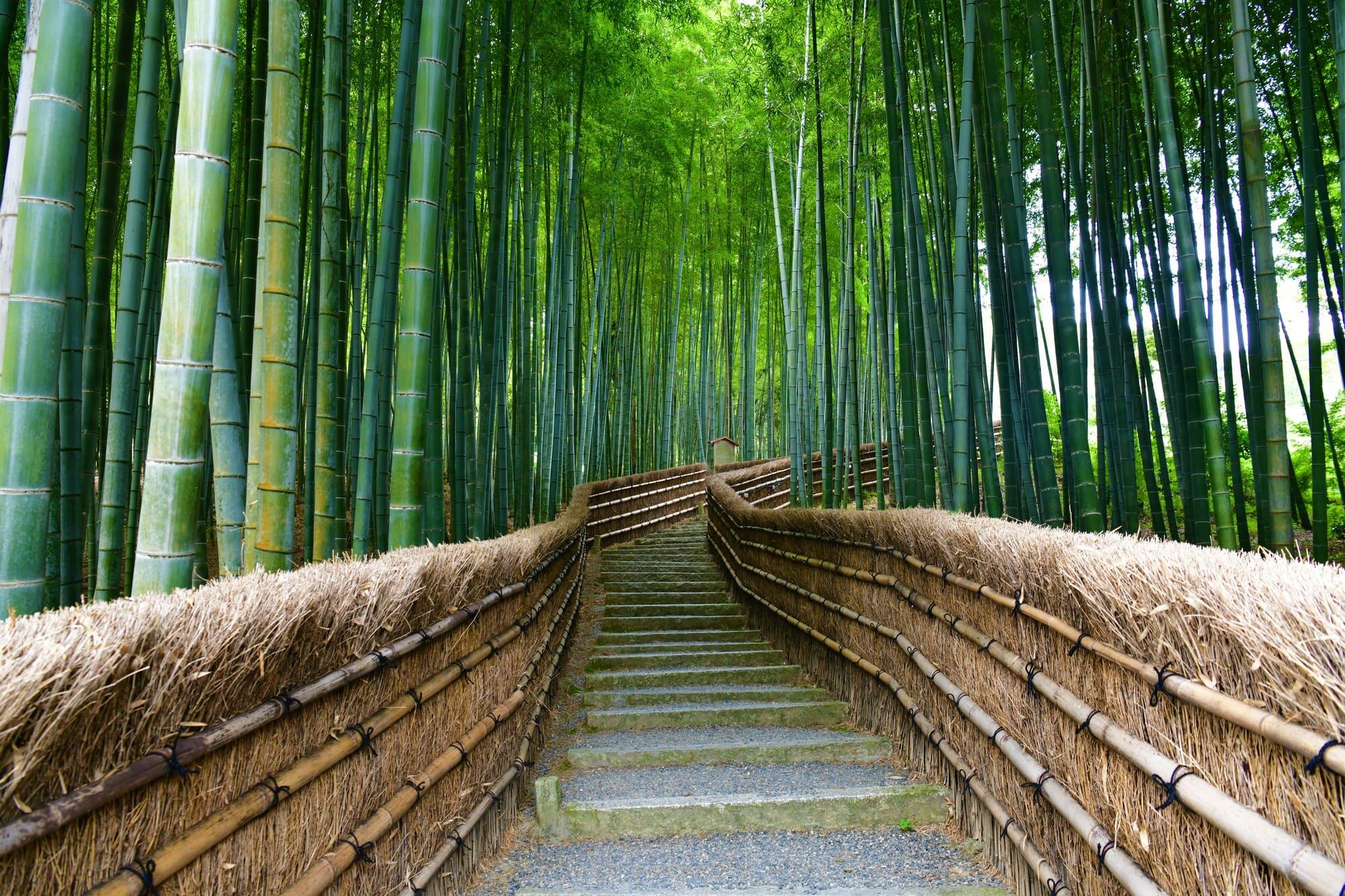 竹林散步路圖像