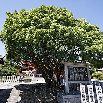 樹下には神社の由緒が記されています