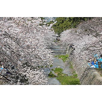 夙川に咲き誇る桜